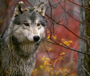Lupo, questo sconosciuto: all’ex Kaimano incontro con la naturalista