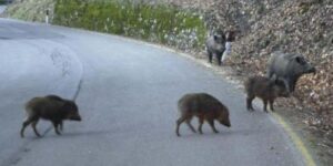 Peste suina africana, altri due casi nell’Alessandrino