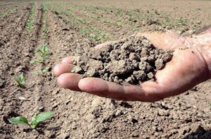 Alessandria, caldo e siccità. Coldiretti: “Perdite fino all’80% senza piogge”