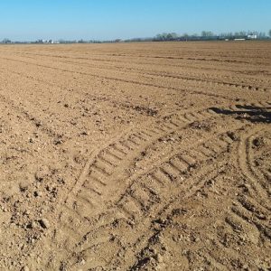 Piemonte, siccità e agricoltura: Coldiretti chiede lo stato di calamità naturale