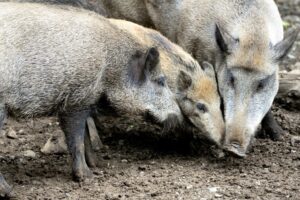 Troppi cinghiali? C’è il corso per agricoltori-cacciatori