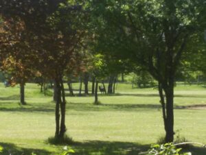 Golf Club, la replica dei ‘grillini’: “Pd dagli operai al turismo d’élite”