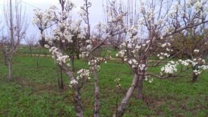 Finta primavera e vortice polare: in tilt le colture