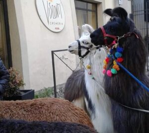 Festa di Sant’Antonio in Pisterna: animali benedetti