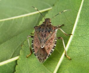 Tavolo regionale per gli aiuti contro la cimice asiatica