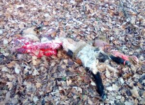 C’è un problema lupi? Parola al cacciatore e all’ambientalista
