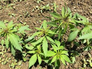 “Canapa sinonimo di droga invece di possibilità di sviluppo”