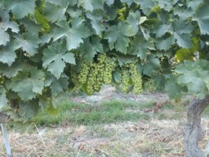 Spari a Melazzo, contro i cinghiali o la grandine?