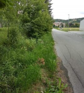 Taglio erbacce? Scelta green per Acqui
