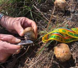 Funghi: qualità e quantità per l’equilibrio fra caldo, pioggia e umidità