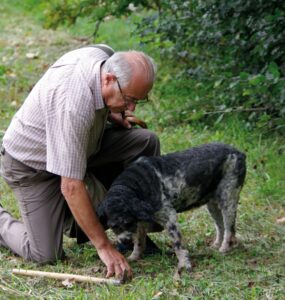 Stop alla caccia ma non alla raccolta professionale di tartufi
