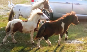 ‘Bubamara’, un ranch dove gli animali vivono liberi