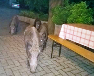 Regione: “Danni da cinghiale come calamità naturali”