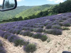 Spigno, dove arbusti e fiori diventano profumi, tisane e spezie