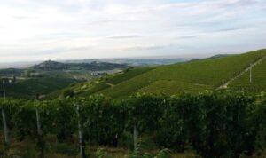 Vigne minacciate da maltempo e ungulati