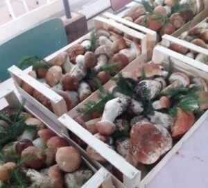 Nel ponzonese due week end “a tutto funghi”