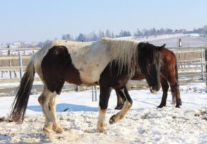 Con i racconti su Aleramo fondi per curare il cavallo malato