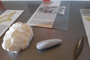 Il Museo Archeologico presenta il nuovo percorso audio-tattile
