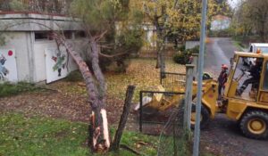 Nella notte caduto albero sull’asilo di via Savonarola