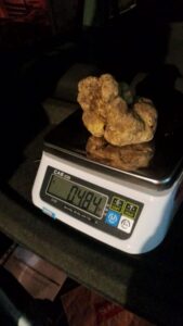 Un tartufo da 484 grammi scovato nell’Acquese