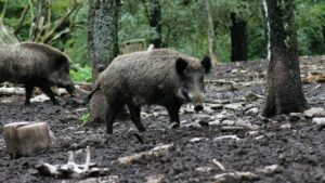 Peste suina: due casi a Spigno Monferrato. Sono 803 le positività in Piemonte