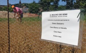 Alla Casa delle Sementi si impara su ventilatura, pulitura e semina