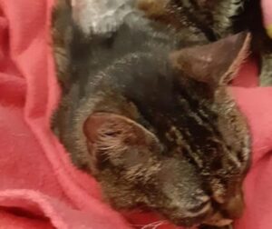 Gattina con denti rotti e schiena corrosa, interviene l’Enpa