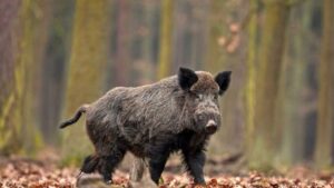 Peste suina, 30 nuove positività in Piemonte. La prima ad Alessandria