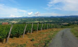 Comuni del Moscato: richiesti aiuti per i vigneti “svantaggiati”
