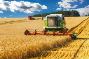 Frumento tenero, sul listino prezzi anche i costi di produzione Ismea