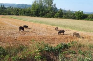 Peste suina: 8 nuovi casi in provincia di Alessandria