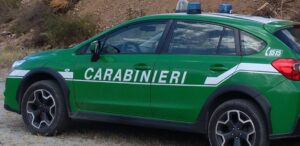 Fiamme in 4mila metri quadri di bosco, individuato il responsabile
