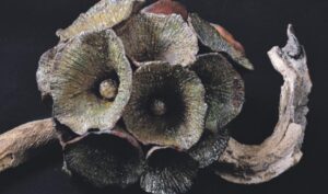 A Spigno le sculture della Sciutto, con il fiore più grande del mondo