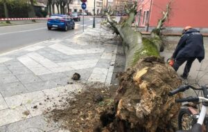Albero caduto ai Bagni: “Ora controlli anche sulle altre piante”
