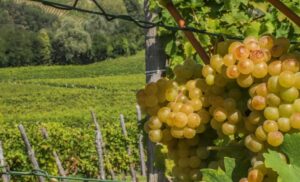 Consorzio dell’Asti: nel 2023 oltre un milione di bottiglie in più