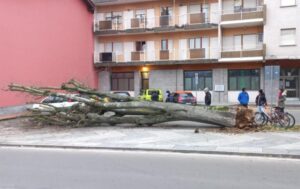 Acqui: albero caduto in corso Bagni