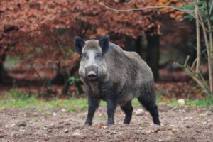 Peste suina, altri sette casi in provincia di Alessandria