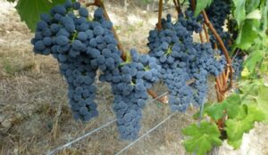 L’Albarossa Club fa proseliti: “Un vino tutto da scoprire”