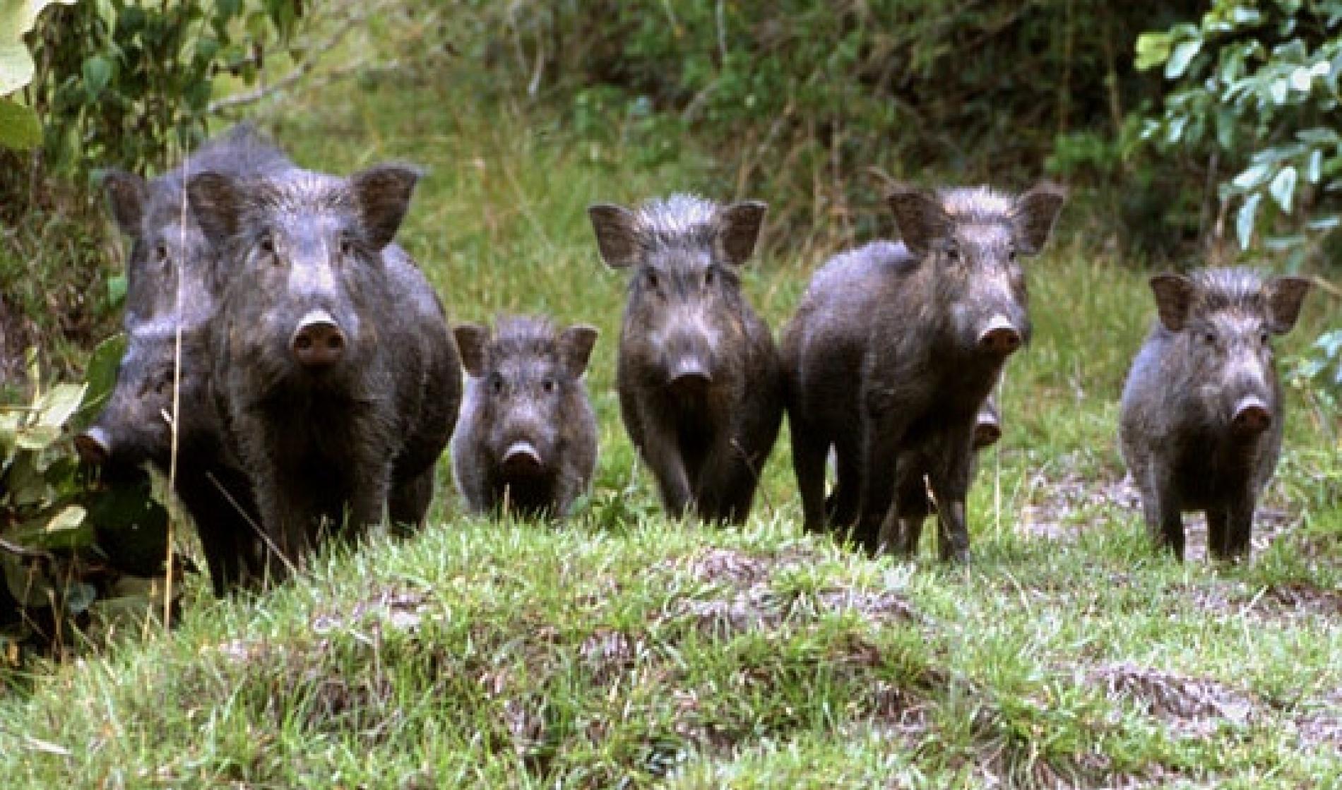 Peste suina, il Piemonte chiede deroga alle restrizioni alla caccia al cinghiale