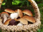 Via alla stagione dei funghi: “L’Acquese tra le zone più ricche”