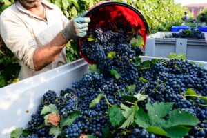 Distretto del cibo e del vino Langhe – Monferrato: 197 Comuni insieme