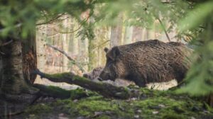 Rete anti peste suina: il via da Ponzone e Molare (su terreni privati)