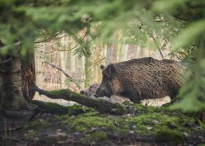 Peste suina, altri due casi: a Fraconalto e Isola del Cantone