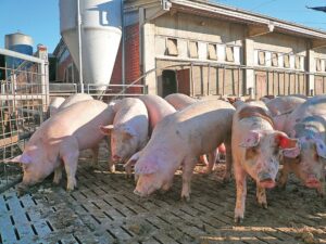 Biosicurezza negli allevamenti di maiali: la Regione aumenta i fondi