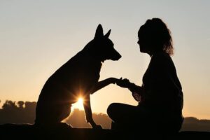 26 agosto: oggi è la Giornata internazionale del cane