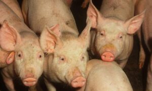 Peste suina, le certezze sono finite