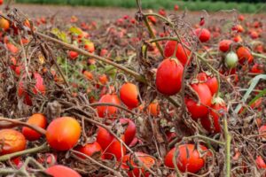 Pomodoro da industria: accordo per 108,5 euro a tonnellata