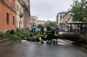 Ad Acqui albero caduto in corso Roma: nessun passante coinvolto