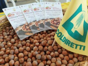 Nocciole: ‘annata media’ per la corilicoltura