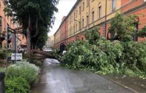 Bagolaro caduto in corso Roma: “Intensificheremo i monitoraggi”